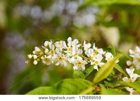 Flowers Of Prunus Padus Or European Bird Cherry
