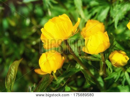 Flowers Trollius Or Globeflower