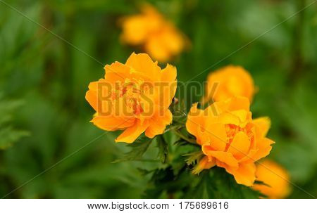 Orange Flowers Trollius Or Globeflower