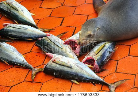 Galapagos Sea Lion Lying At The Fish Market In Puerto Ayora On Santa Cruz Island, Galapagos National