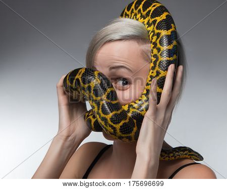 Blond woman and strangling yellow anaconda on gray background