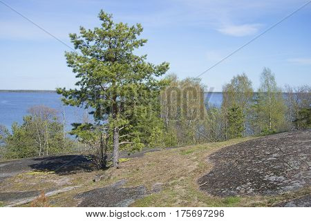 Pine growing on the rocks on a spring day. The Gulf of Finland coast near the city of Vysotsk