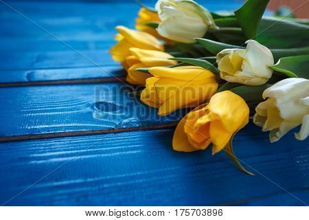 Yellow and white beautifu tulips on blue wooden background with space for message. Women's or Mother's Day background