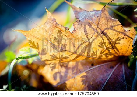 silhouette green macro in sun light Abstract Autumn leaves transparent