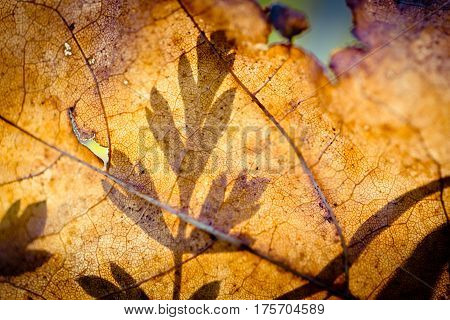 silhouette green macro in sun light Abstract Autumn leaves transparent