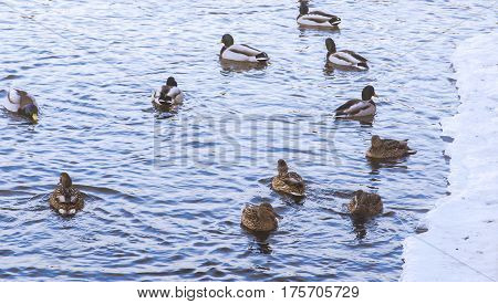 Ducks on the river swim in the winter, dive