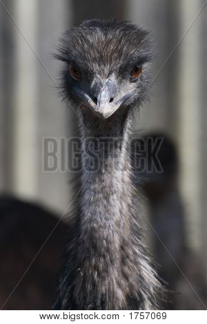 EMU