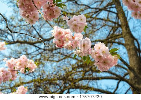 Cherry blossoms are the flower of tree