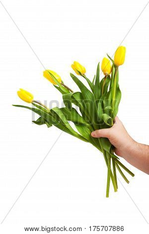 A bouquet of tulips in a hand on a white background. A gift to beloved woman. Romantic symbol of spring.