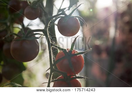 omatoes in the garden,Vegetable garden with plants of red tomatoes. Ripe tomatoes on a vine, growing on a garden. Red tomatoes growing on a branch.