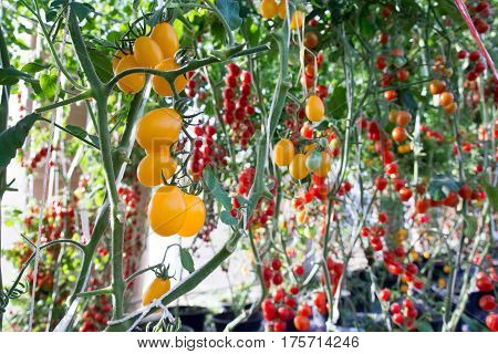 Tomatoes in the garden,Vegetable garden with plants of red tomatoes. Ripe tomatoes on a vine, growing on a garden. Red tomatoes growing on a branch.