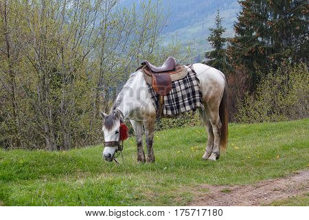White horse with saddle grazes in a meadow. Animals