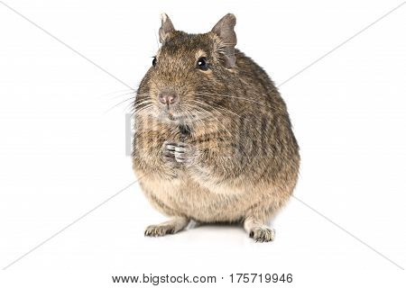 Small degu sitting on hind legs isolated on a white background