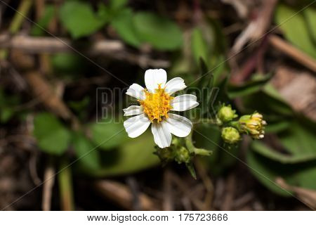 Little White Flower with Yellow Pollen Isolated on Background
