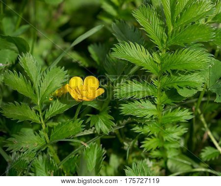 Silverweed, Potentilla anserina leaf and yellow flower.