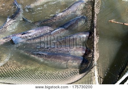 A few carp Hypophthalmichthys in a fishing net. Fish farms.