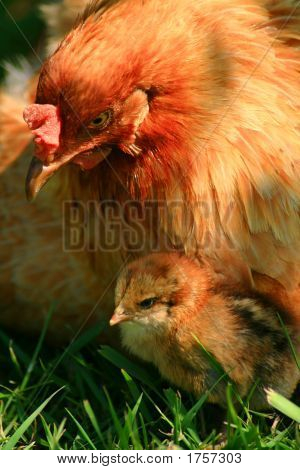 Gallina Araucana e pulcino