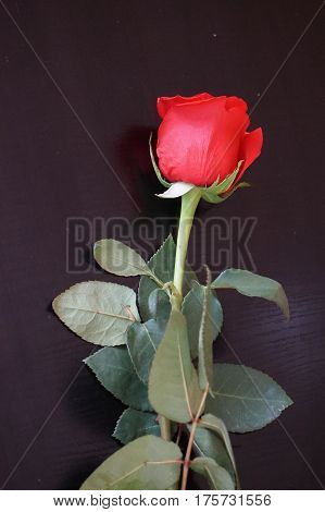 Big red roses suitable as an abstract background suitable as a frame or text