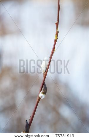 Spring branch of a young willow. A great awakening of the early springtime. Forest buds on the tree bloom.