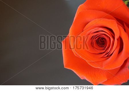 Big red roses suitable as an abstract background suitable as a frame or text
