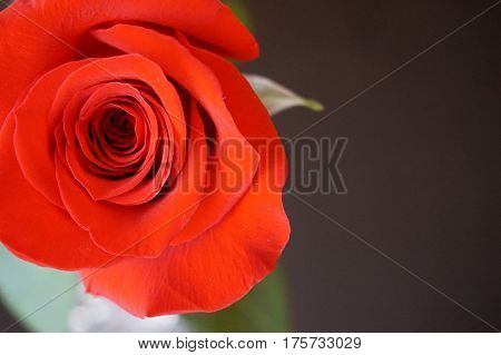 Big red roses suitable as an abstract background suitable as a frame or text