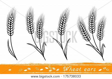 set of isolate wheat ears with grain