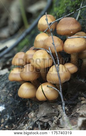 Sheathed woodtuft on an old stump closeup