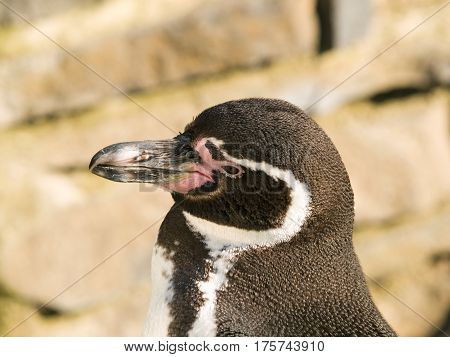 Head of Humboldt penguin - Spheniscus humboldti