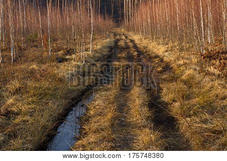Dirt road in pine and birch forest in Ukraine, Kiev. Off road, spring dry grass