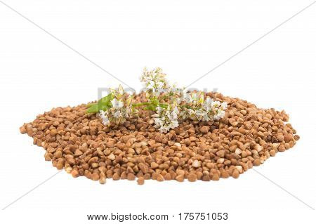 the buckwheat flower photographed by a close up lying on buckwheat grains