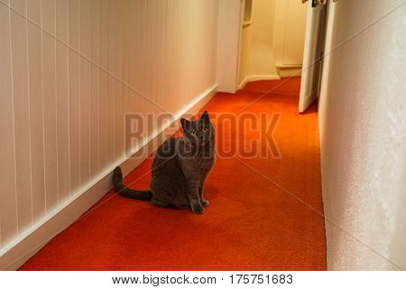 A grey British shorthair cat with big yellow eyes sits in a corridor and looks towards the camera