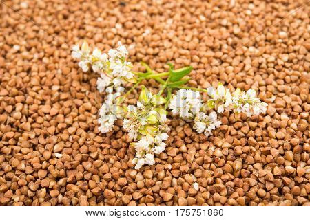 the buckwheat flower photographed by a close up lying on buckwheat grains