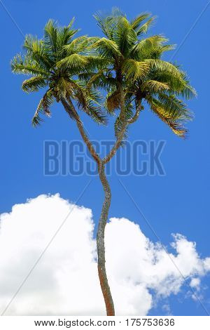 Double-headed coconut tree on Tongatapu island in Tonga. Tongatapu is the main island of the Kingdom of Tonga.