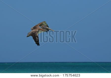 Flying pelican over the tropical ocean waters of Aruba.