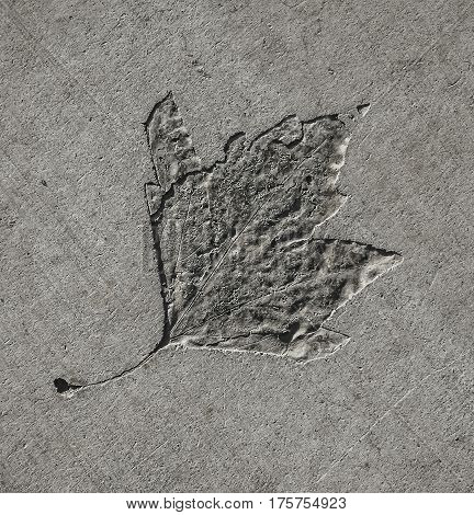 Leaf pattern on gray concrete pavement background