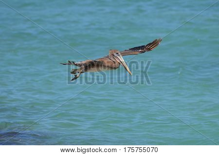 Beautiful pelican flying over the water in Aruba.