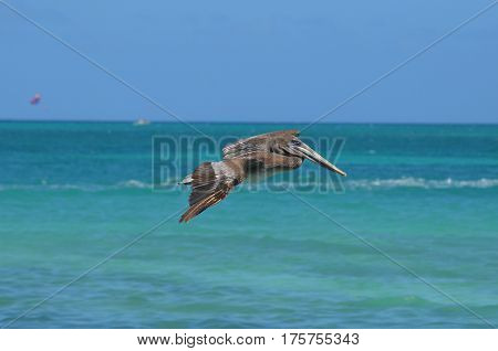 Pelican flying over the tropical aqua waters off the island of Aruba.