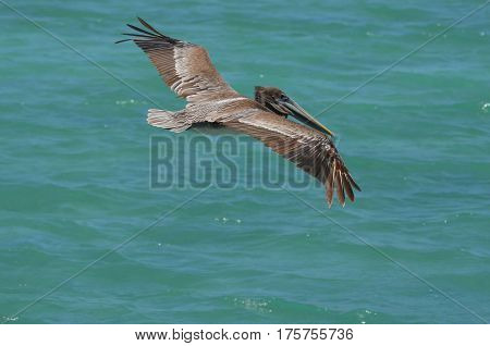 Pelican at flight with his wings extended over the water in Aruba.