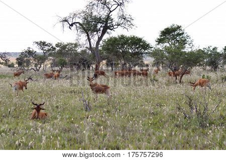 Flock of hirolas grazing in the savanna of Tsavo West park in central Kenya