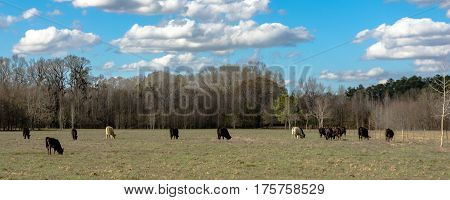 Panoramic view of beef cattle grazing on an early spring pasture with bare trees in the background and blue skies