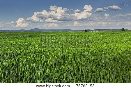 Green Wheatfield