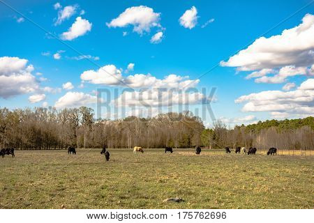 Cattle grazing in the distance on an early spring pasture with partly cloudy blue sky.
