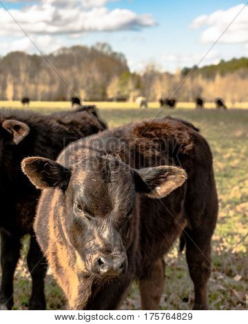 Angus crossbred calf standing in a pasture with cattle in the background - vertical format