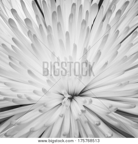 chrysanthemum petals close-up black and white background