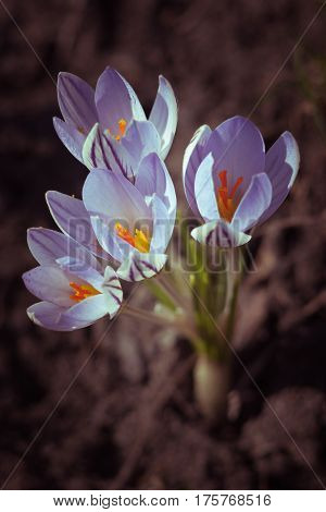 Flowers of crocus in the sun's rays at darkness Close-up