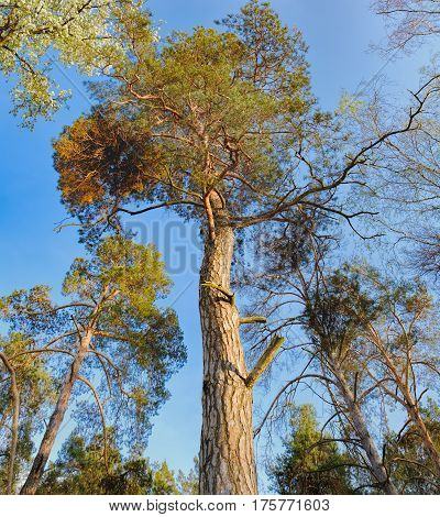 Bottom view of tall old trees i mixed deciduous-coniferous forest with pine in the foreground, Irpen, Ukraine