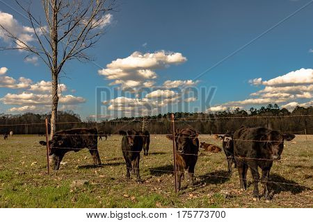 A group of black Angus calves standing along a fenceline in an early spring pasture