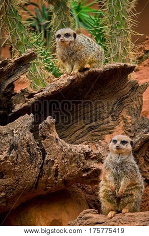 Meerkat (suricata Suricatta) In Zoo