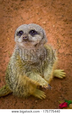 Meerkat (suricata Suricatta) In Zoo