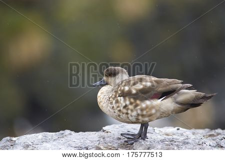Crested Duck (Lophonetta specularioides specularioides) standing on the cliffs of Bleaker Island in the Falkland Islands.